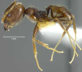 Media type: image; Entomology 32140   Aspect: habitus lateral view